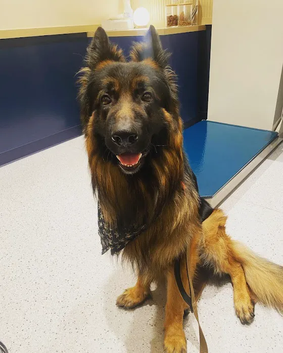Bond Vet - Roslyn Picture 5