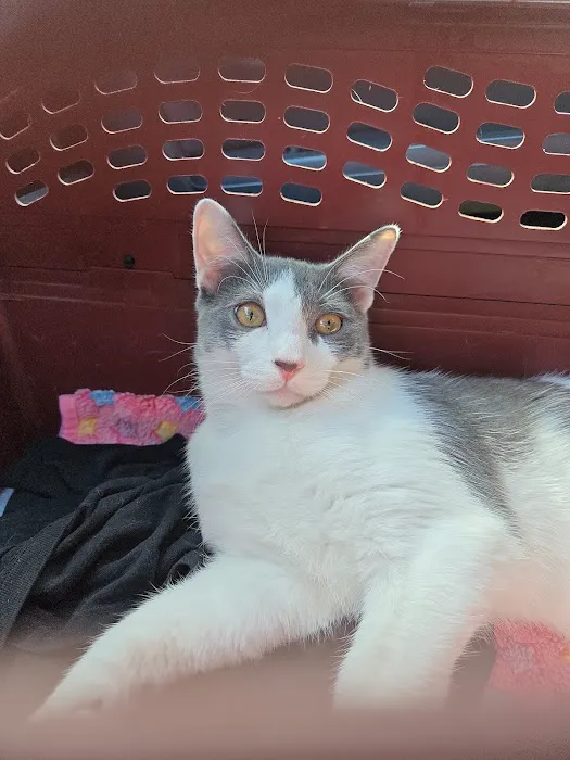 Feline Veterinary Hospital Picture 2