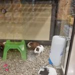 Petco
