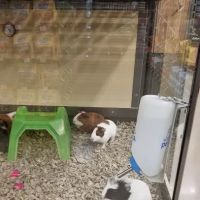 Petco ico