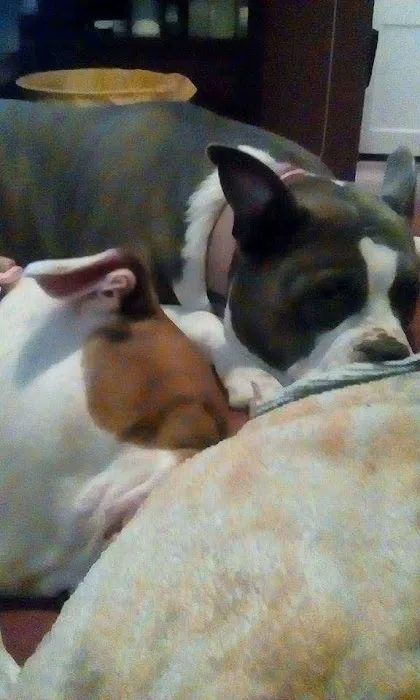 Animal Hospital of Long Island Picture 4