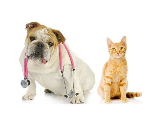 Animal Hospital of Long Island Picture 3