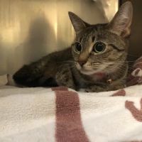 Animal Hospital of Long Island ico