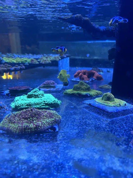 Fish and Coral Store Picture 8