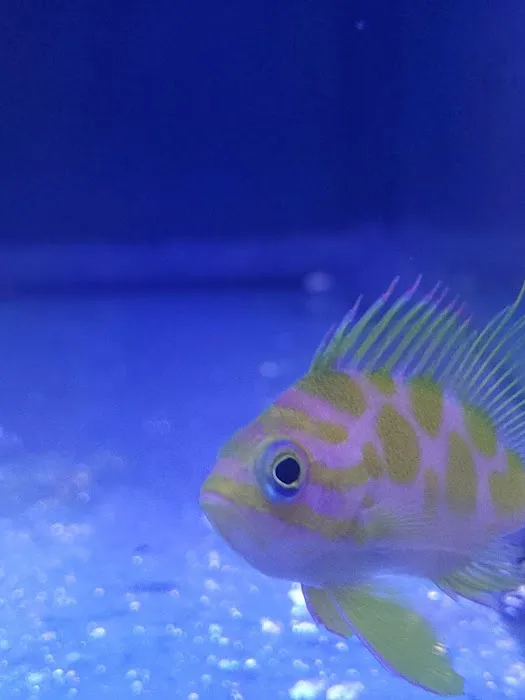 Fish and Coral Store Picture 10