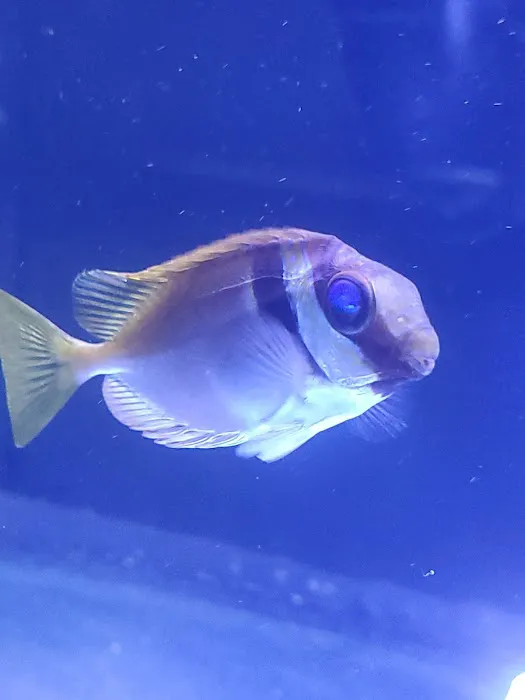 Fish and Coral Store Picture 3