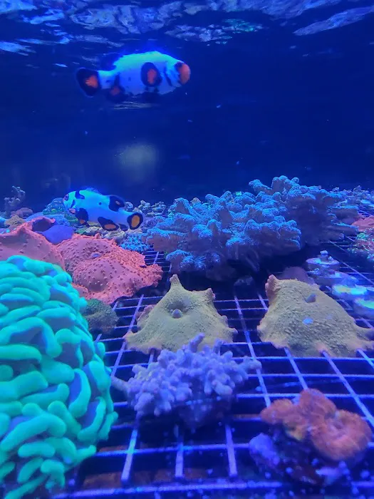 Fish and Coral Store Picture 4