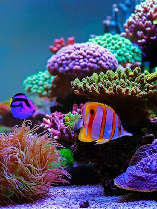 Fish and Coral Store Picture 6