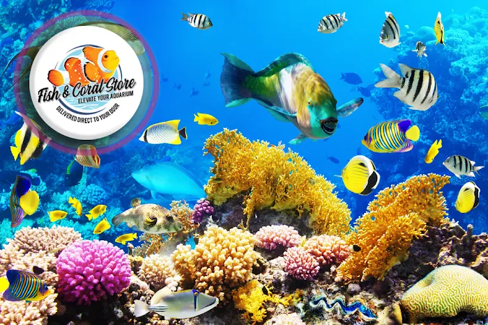 Fish and Coral Store Picture 9