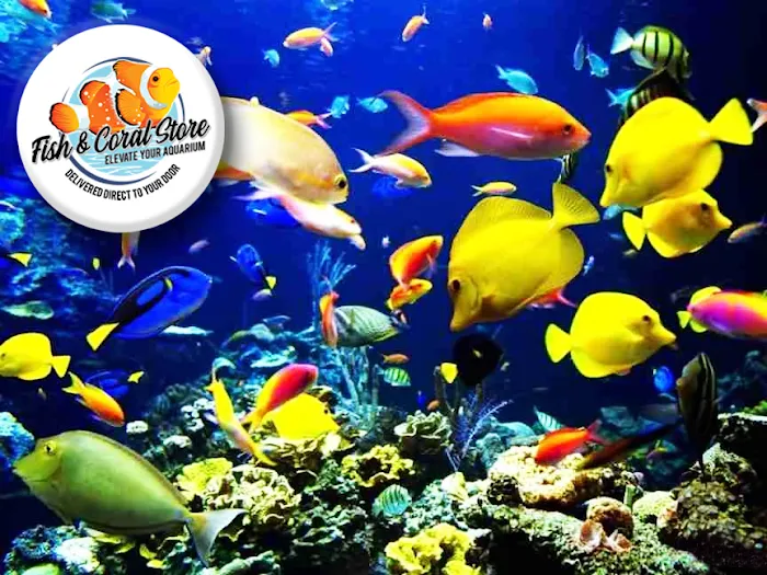 Fish and Coral Store Picture 7