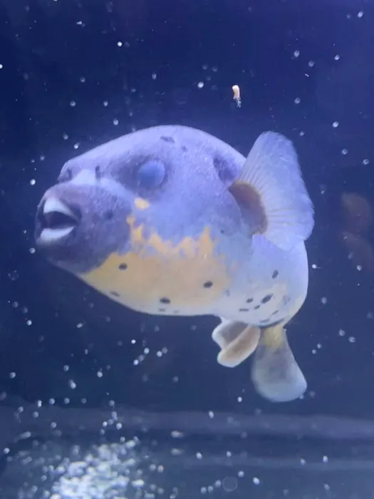 Fish and Coral Store Picture 1
