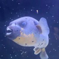Fish and Coral Store ico