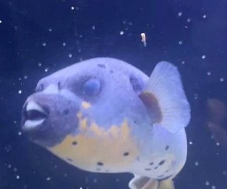 Fish and Coral Store