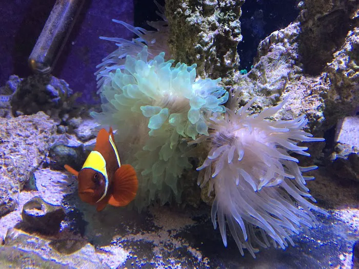 Carson Tropical Fish Picture 10