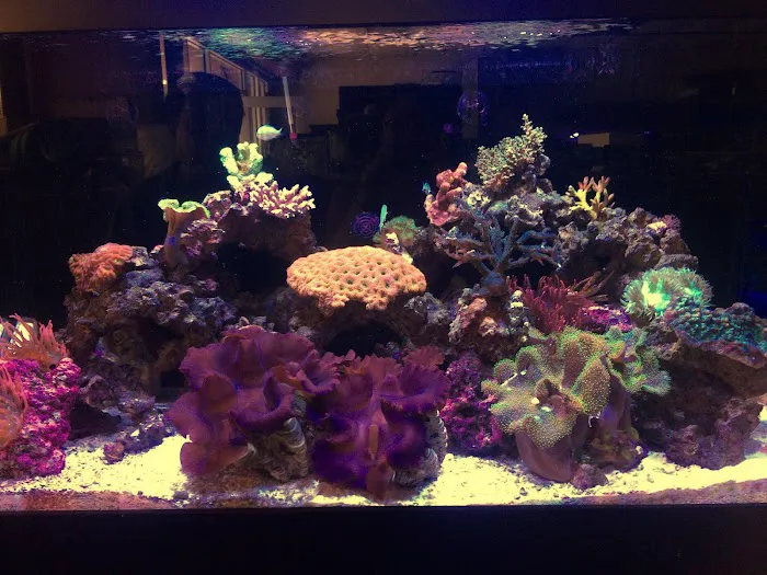 Carson Tropical Fish Picture 3