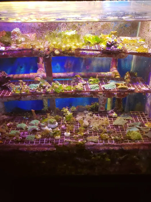 Carson Tropical Fish Picture 9