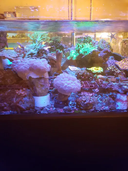Carson Tropical Fish Picture 6