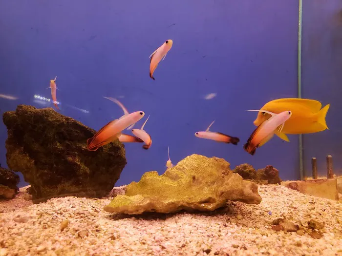 Carson Tropical Fish Picture 7