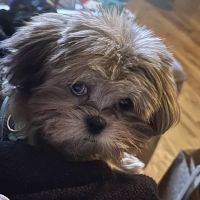 Vetco Total Care Animal Hospital ico