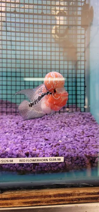 Hong Kong Tropical Fish Picture 1
