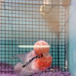 Hong Kong Tropical Fish