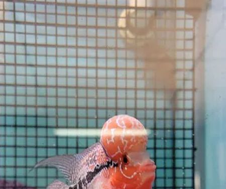 Hong Kong Tropical Fish