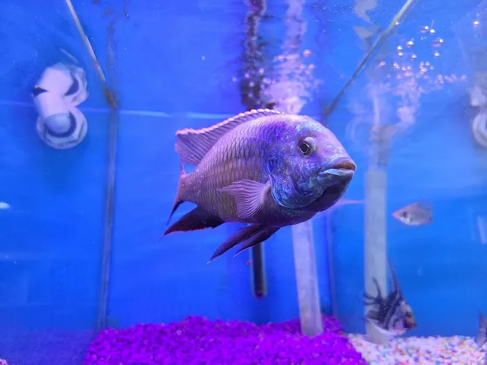 Hong Kong Tropical Fish Picture 7