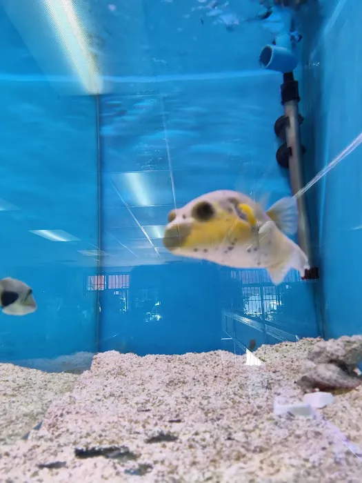Hong Kong Tropical Fish Picture 3