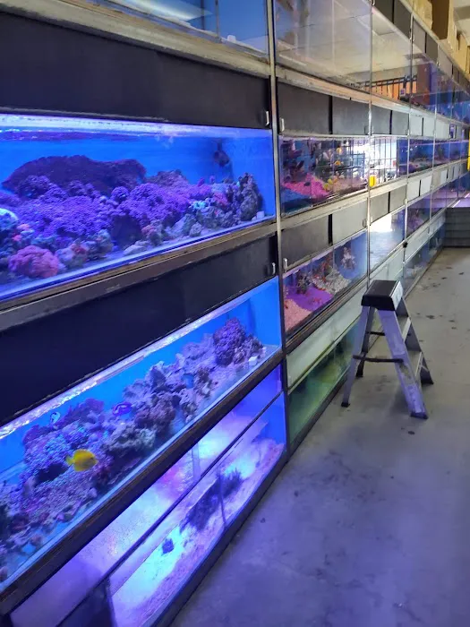 Hong Kong Tropical Fish Picture 4