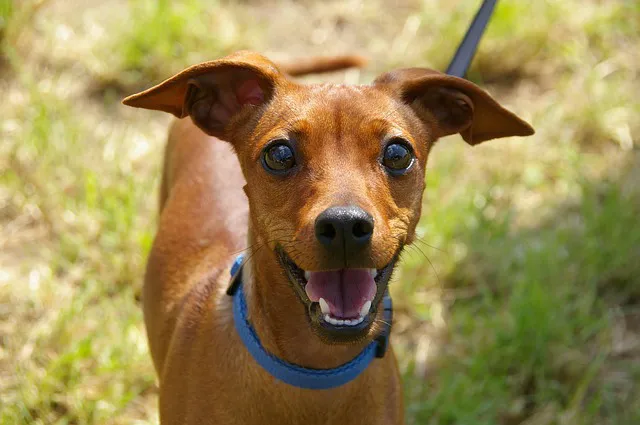 Baldwin Harbor Animal Hospital Picture 4