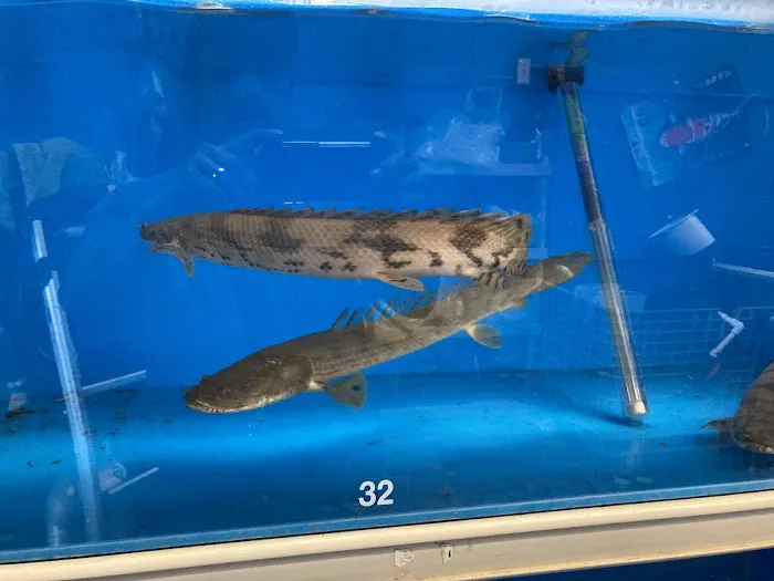 Fish Warehouse Picture 6