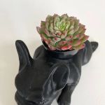 CALIDOG online-shop
