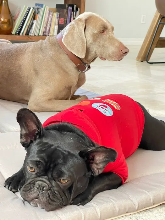 CALIDOG online-shop Picture 3