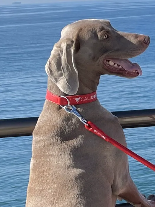 CALIDOG online-shop Picture 9