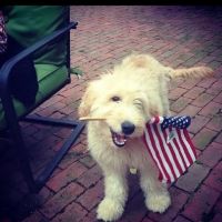 Port Washington Animal Hospital ico