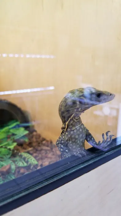 REPTILE FACTORY Picture 9