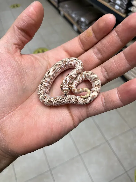 REPTILE FACTORY Picture 8