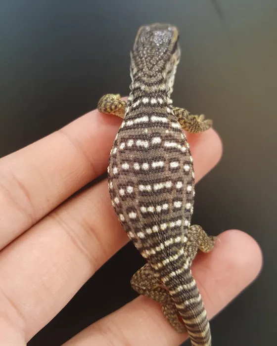 REPTILE FACTORY Picture 7