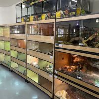 REPTILE FACTORY ico
