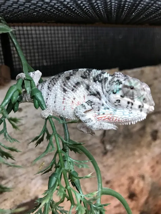 REPTILE FACTORY Picture 4