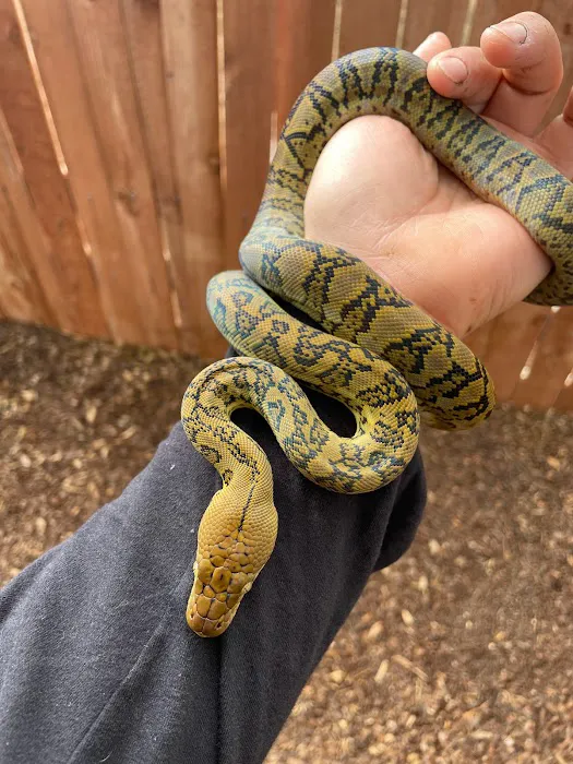 REPTILE FACTORY Picture 2