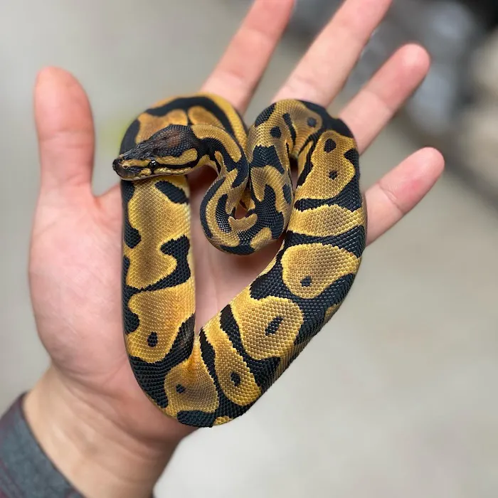 REPTILE FACTORY Picture 6