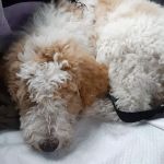 North Shore Animal League - Don and Karen Larocca Pet Wellness Center