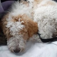 North Shore Animal League - Don and Karen Larocca Pet Wellness Center ico