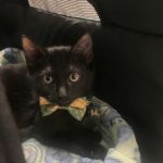 Pet Health Centers at North Shore Animal League America