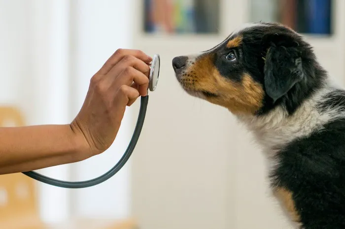 Pet Health Centers at North Shore Animal League America Picture 9