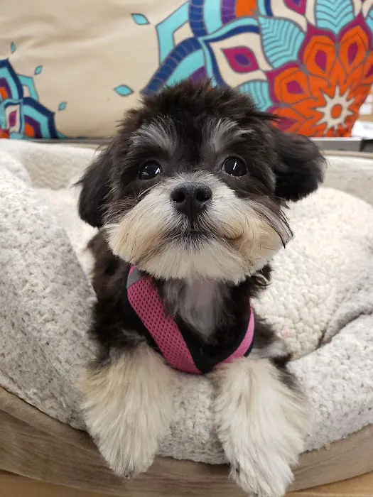 Pet Health Centers at North Shore Animal League America Picture 4