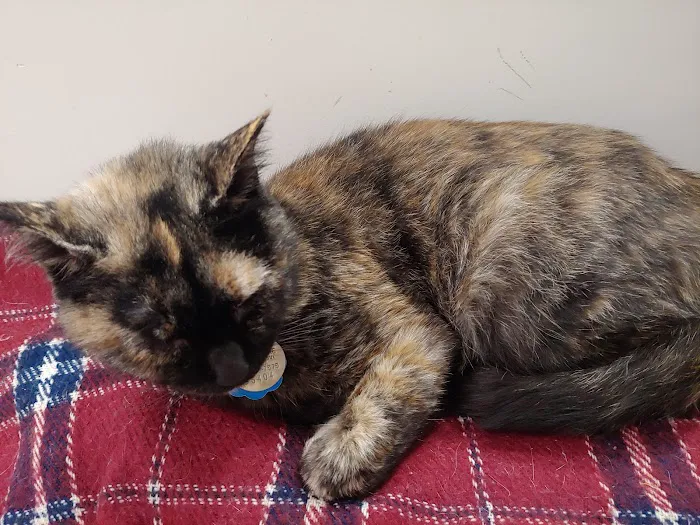 Pet Health Centers at North Shore Animal League America Picture 6