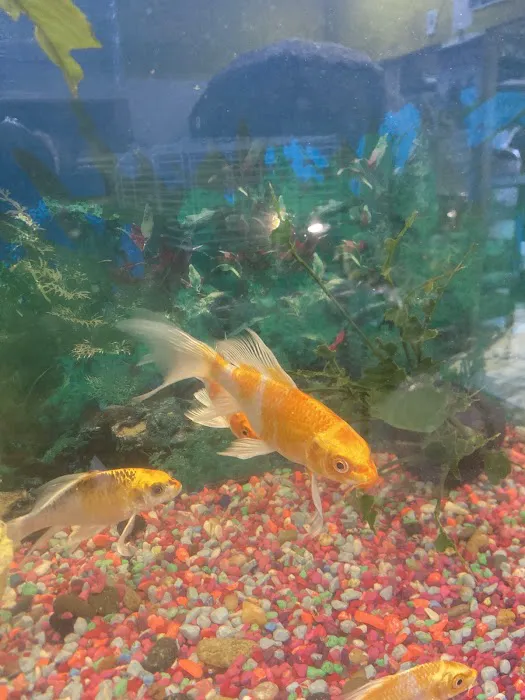 La Selva Pet Shop Picture 9