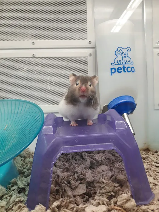Petco Picture 7
